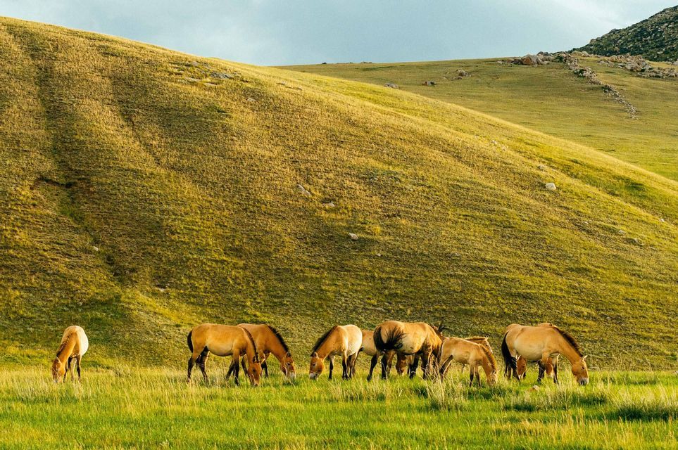 Un troupeau de chevaux sauvages broutant dans une prairie verdoyante au pied d'une grande colline vallonnée, sous un ciel de jour.