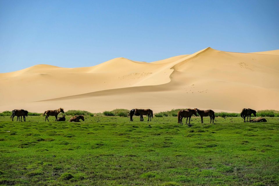 Un troupeau de chevaux paît et se repose dans une verte prairie avec de grandes dunes de sable en arrière-plan sous un ciel dégagé.