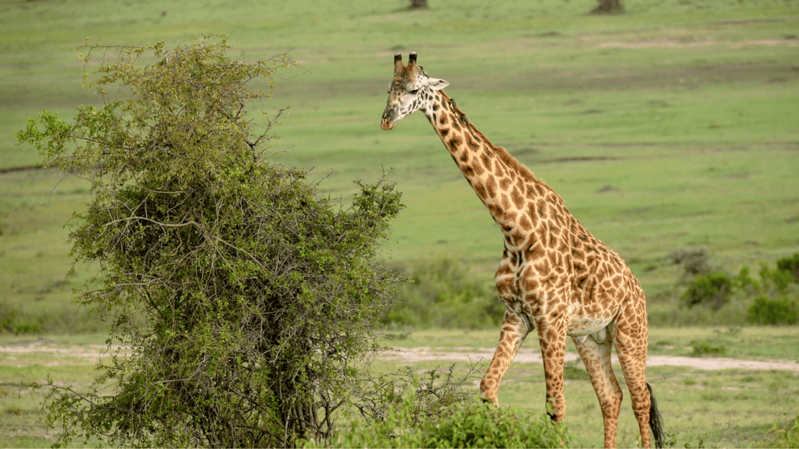 Una jirafa alta camina hacia un frondoso arbusto verde en una vasta sabana herbácea durante el día.
