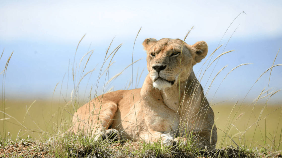 Una leona descansa en un montículo de hierba en la sabana, con hojas de hierba en primer plano bajo un cielo azul.