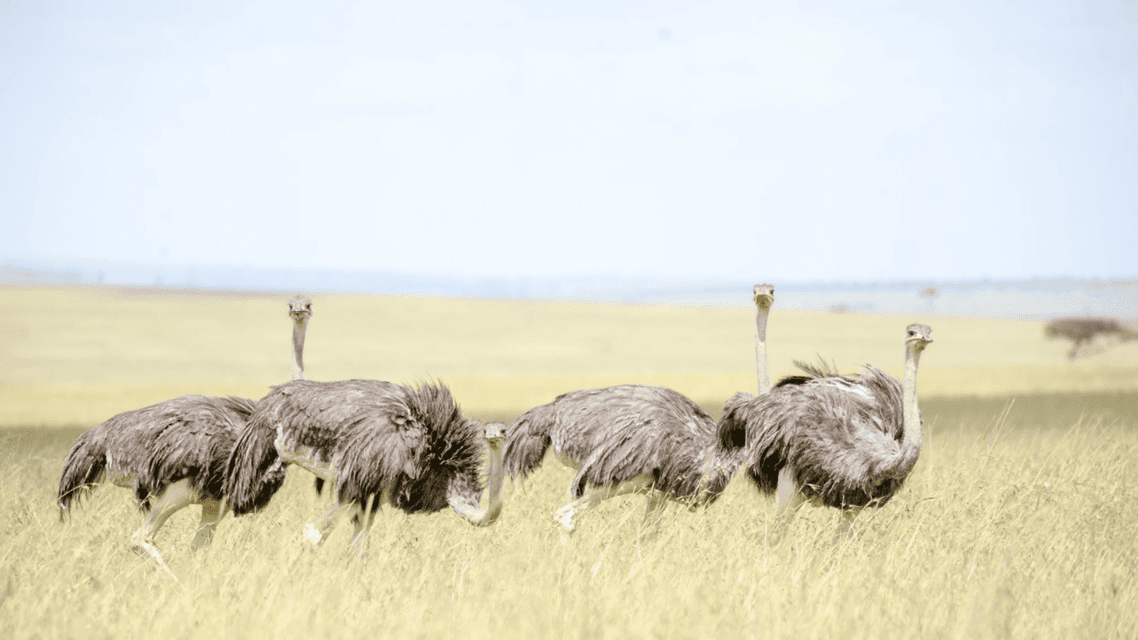 Un grupo de cuatro avestruces camina por un campo de hierba alta y amarilla en una sabana.