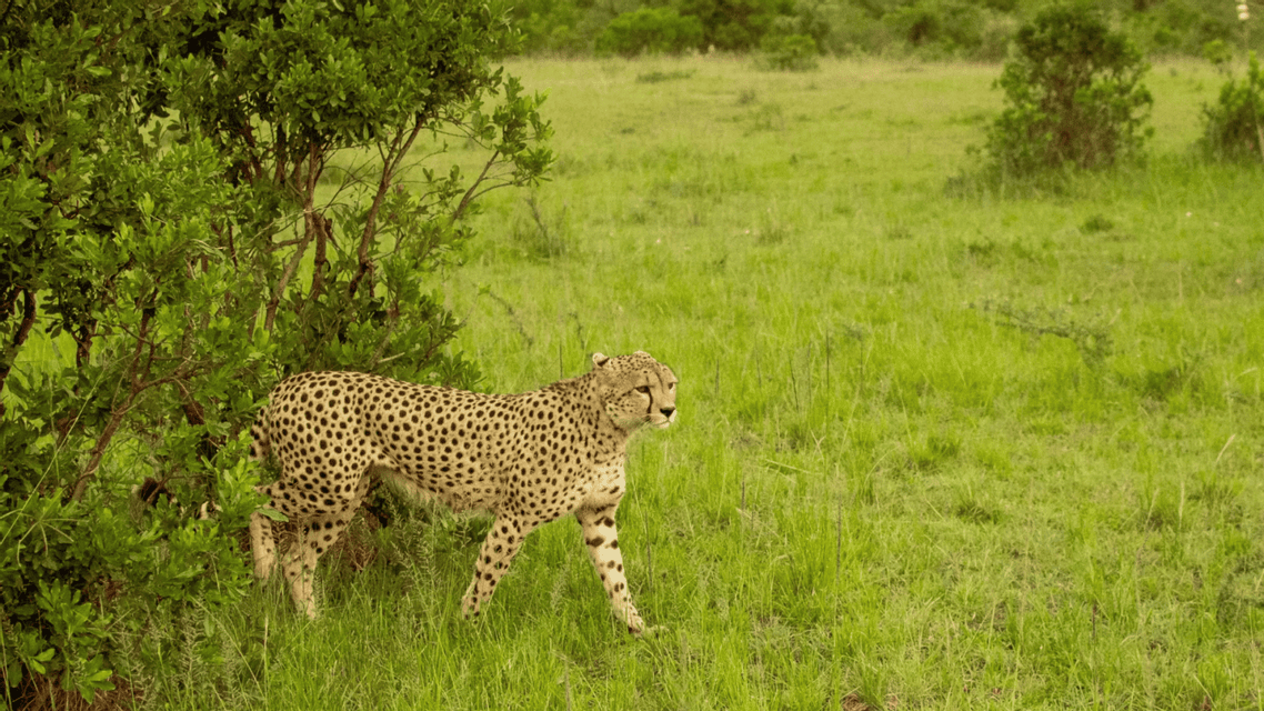 Un guepardo sale de detrás de un arbusto verde frondoso hacia un campo de hierba verde alta.
