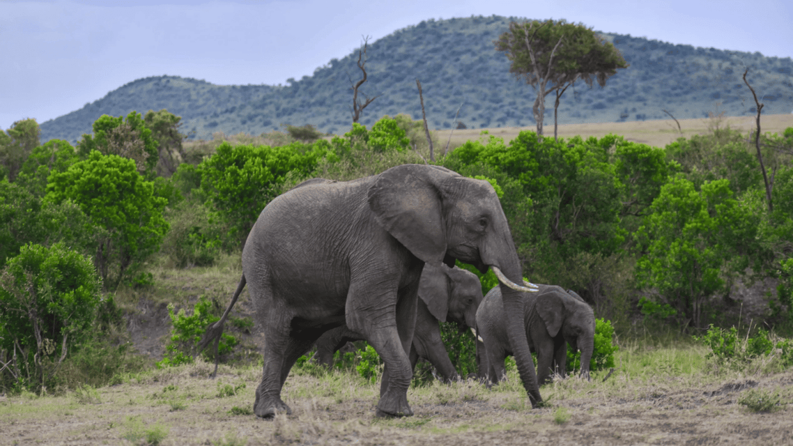 Un elefante adulto con dos crías camina por un paisaje cubierto de hierba con arbustos verdes y una colina distante.