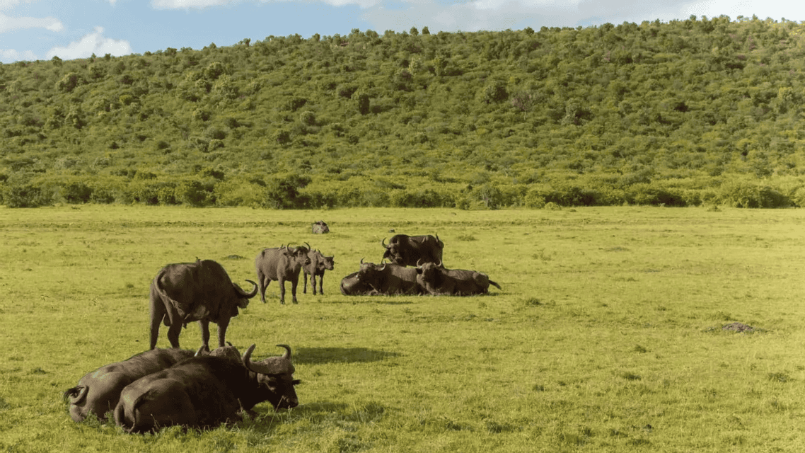 Una manada de búfalos africanos descansa y se mantiene en una sabana herbosa al pie de una gran colina verde.