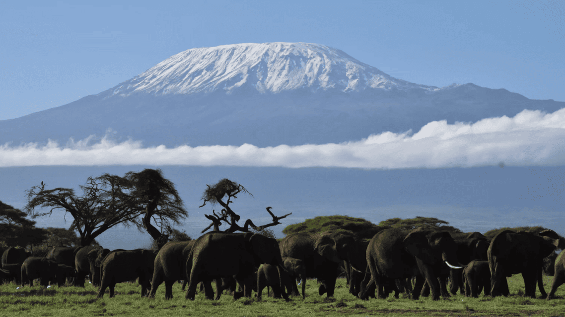 Una gran manada de elefantes camina por una sabana cubierta de hierba con una enorme montaña nevada elevándose al fondo.