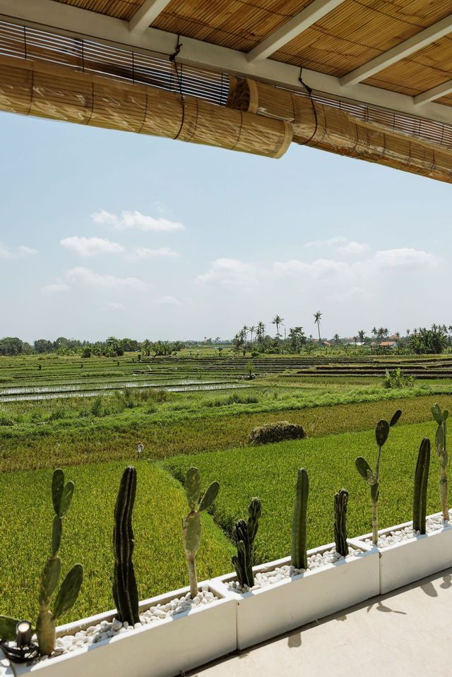 Una vista da sotto una tettoia di bambù si affaccia su vaste risaie verdi, con vari cactus piantati in una fioriera bianca in primo piano.
