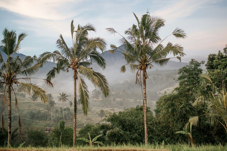 Palme che incorniciano una vista di risaie terrazzate con la nebbia che avvolge le montagne lontane