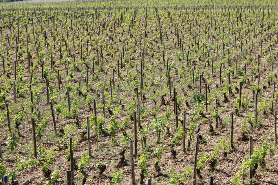 Un grande vigneto con file ordinate di giovani viti sostenute da pali, con nuove foglie verdi che germogliano.