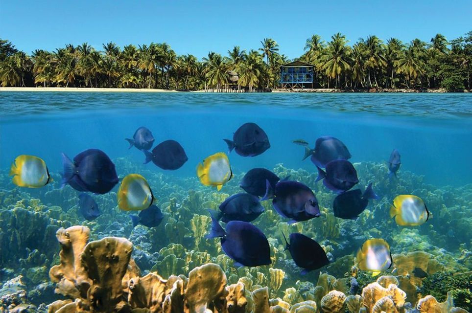 Una vista a doppio livello con pesci tropicali che nuotano su una barriera corallina e una spiaggia isolana orlata di palme visibile sopra la superficie dell'acqua.