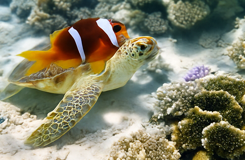 Un poisson-clown orange et blanc sur le dos d'une tortue marine nageant près d'un récif corallien sur le fond marin sablonneux.