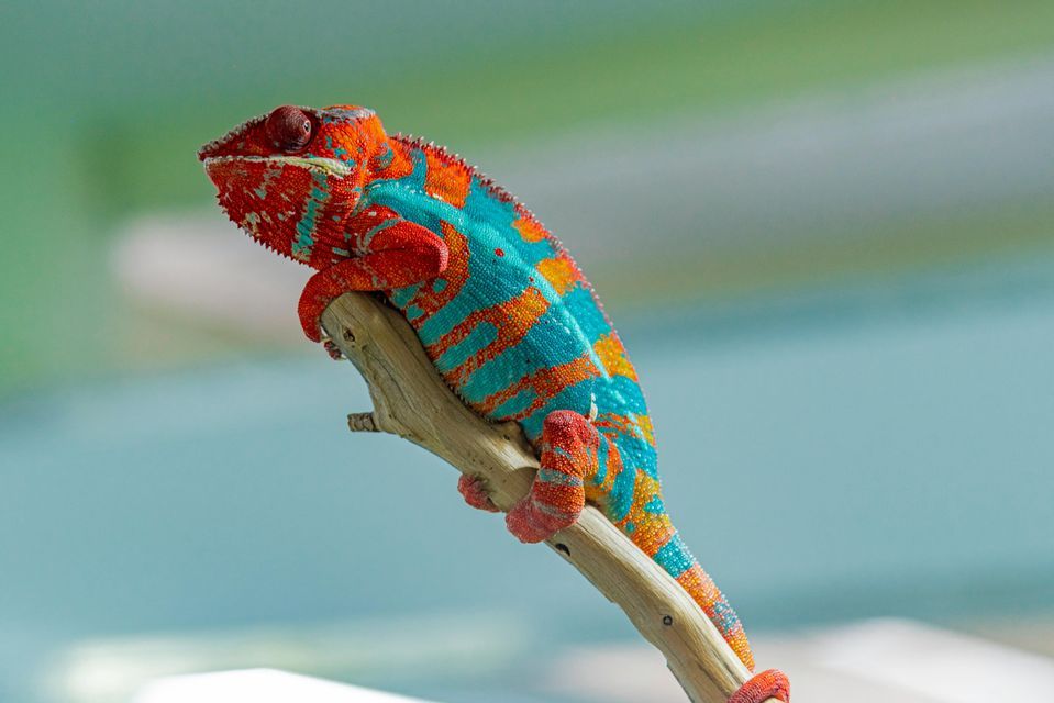 Un caméléon aux couleurs vives, avec une peau ornée de motifs rouges, oranges et turquoises, est perché sur une branche en bois devant un arrière-plan flou.