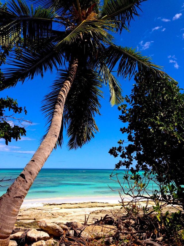 Un grand palmier au tronc courbé surplombe une plage de sable aux eaux turquoise sous un ciel bleu éclatant.