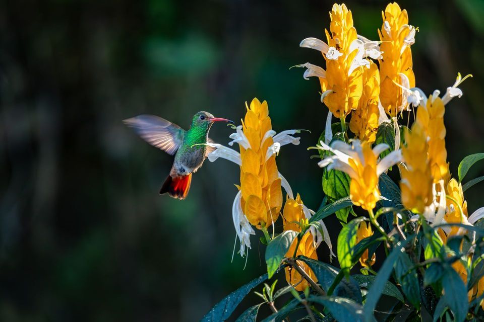 Un colibrì verde e rosso si libra accanto a alti fiori giallo brillante e bianchi.
