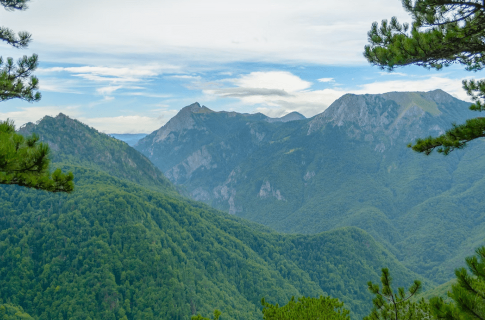 Une vue sur une chaîne de montagnes couverte d'une forêt verte dense, encadrée par des branches de pin sous un ciel nuageux.