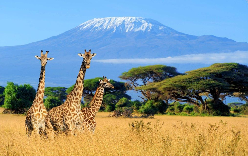 Three giraffes standing in a golden savanna with acacia trees and a large, snow-capped mountain in the background.