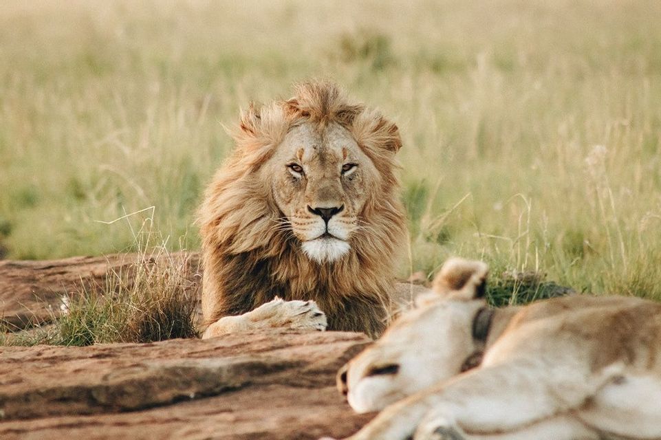 Un lion mâle à la crinière fournie regarde l'appareil photo, assis derrière un rocher dans une prairie, tandis qu'une lionne se repose au premier plan.