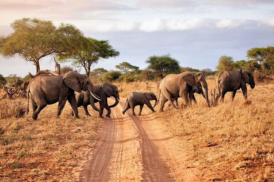 A herd of elephants, including a baby, crosses a dirt road in a dry savanna with scattered acacia trees under a partly cloudy sky.