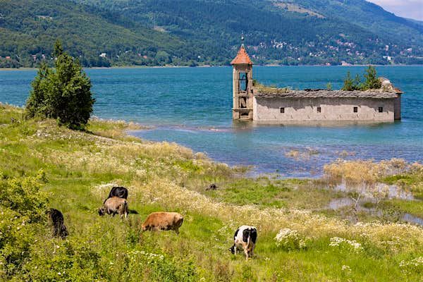 Weidende Kühe auf einer grünen Wiese an einem See mit einer teilweise versunkenen Steinkirche und bewaldeten Hügeln im Hintergrund.