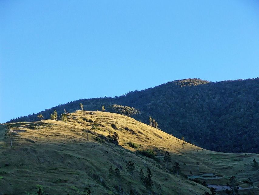 Une colline herbeuse ensoleillée avec des arbres épars se dresse devant une montagne forestière plus sombre sous un ciel bleu clair.