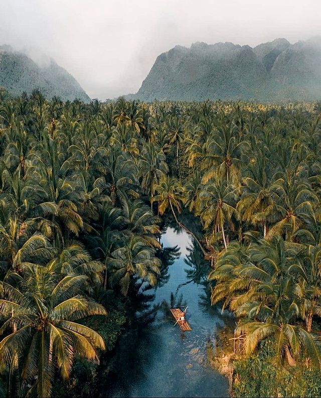 Vista aerea di una persona su una zattera di bambù che galleggia su un fiume circondato da una fitta foresta di palme, con montagne nebbiose in lontananza.