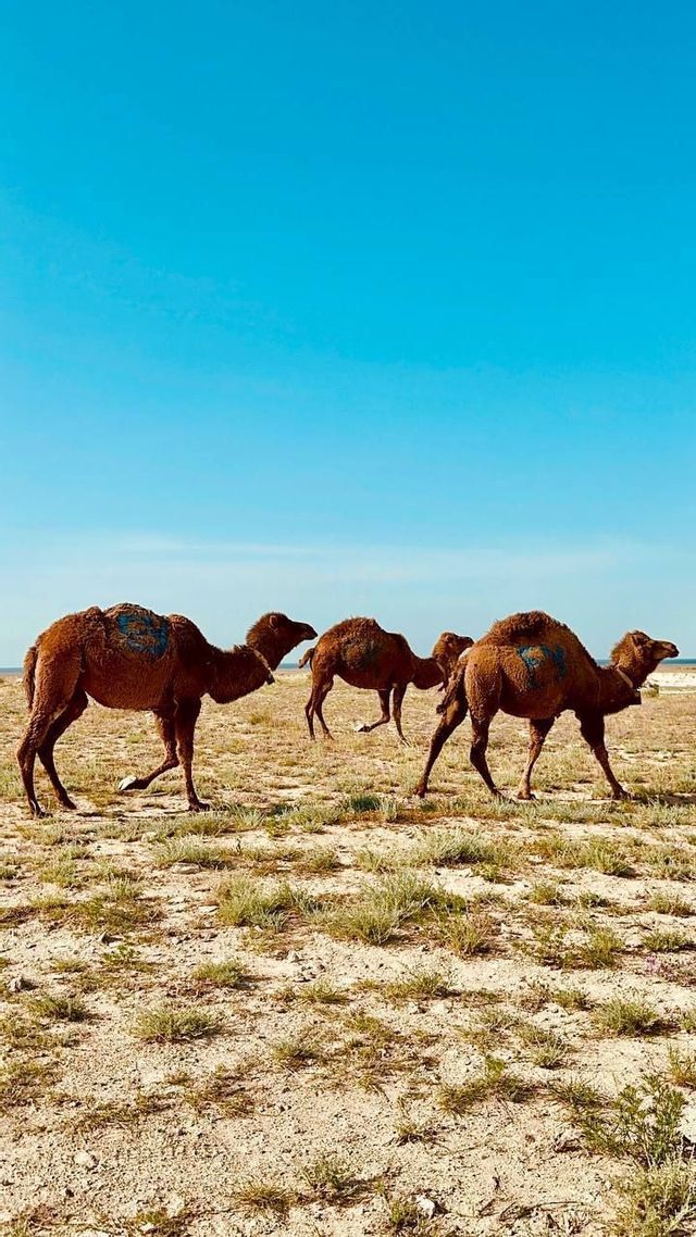 Una carovana di diversi cammelli marroni cammina in fila attraverso un paesaggio arido ed erboso sotto un cielo azzurro e limpido.