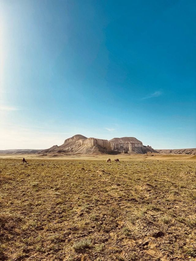 Diversi cammelli pascolano in una vasta pianura arida di fronte a una grande formazione rocciosa sotto un cielo blu chiaro.