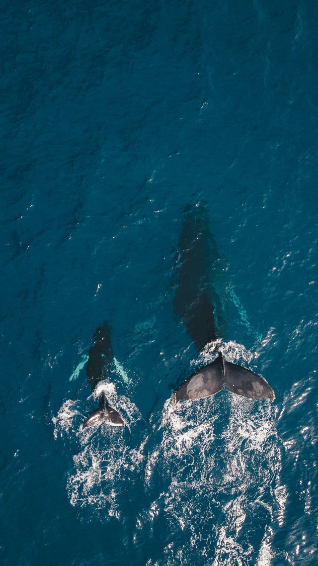 An aerial view of an adult whale and a calf swimming together in the deep blue ocean, their tails emerging from the water.