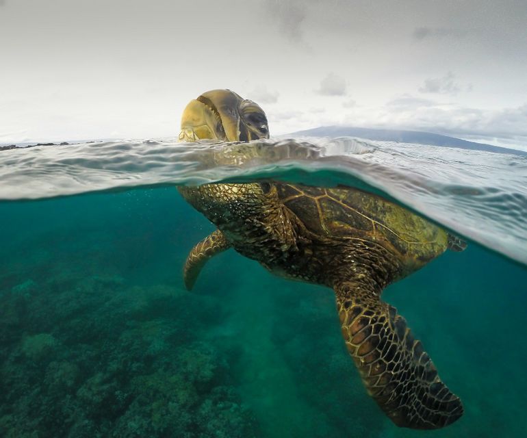 A split-level photo shows a sea turtle swimming at the surface, with its body submerged in clear turquoise water above a reef.