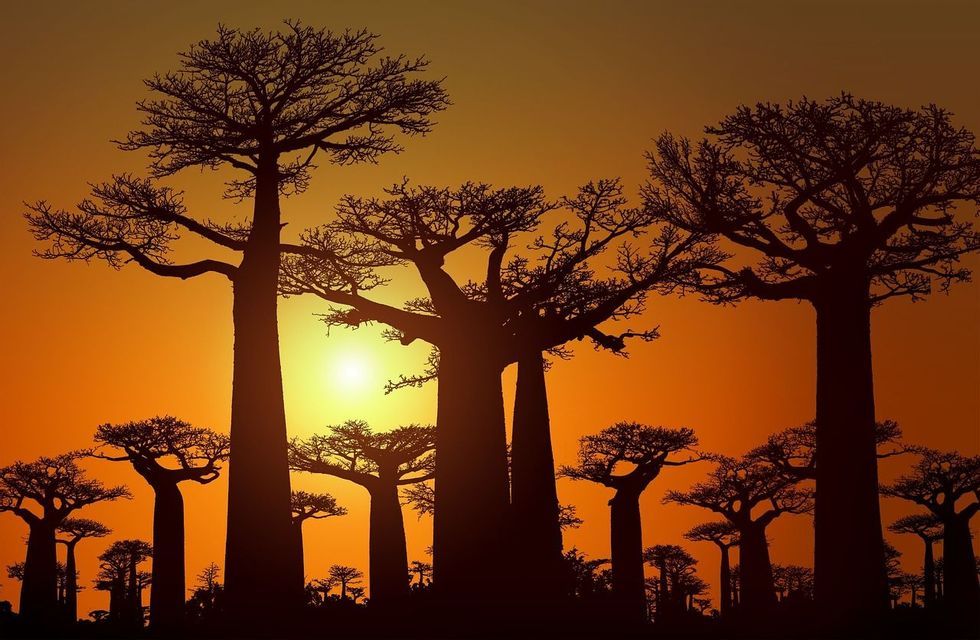Un bosquet de baobabs se découpent en silhouette sur un ciel orangeoyant au coucher du soleil.