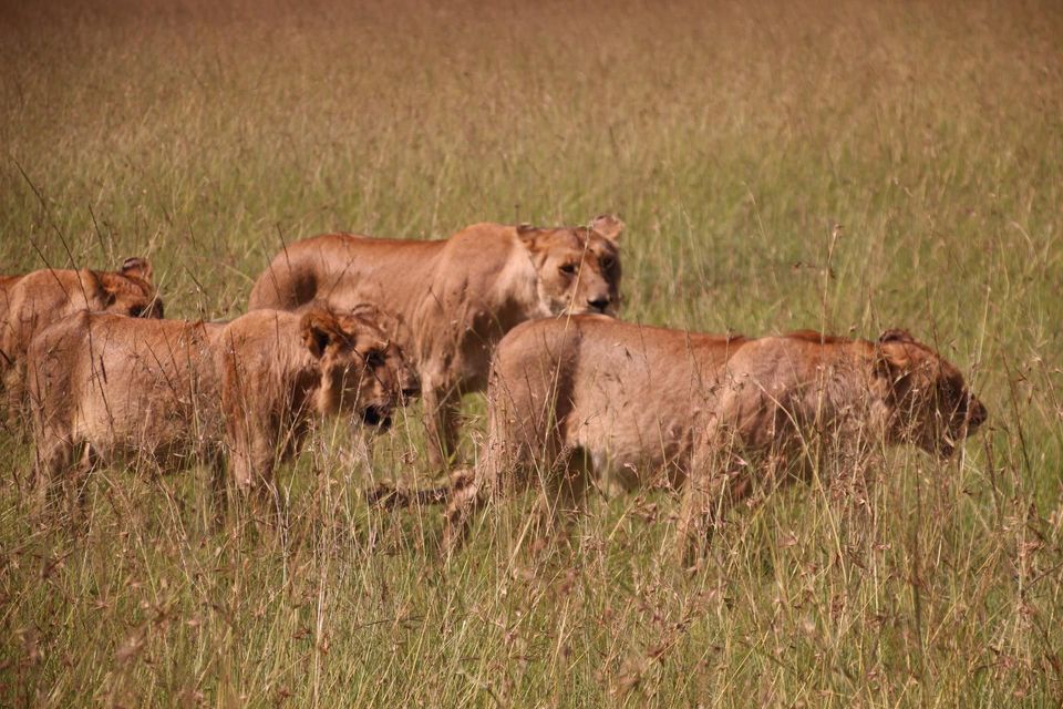 A pride of lions, including a lioness and cubs, walks through a field of tall, dry grass.