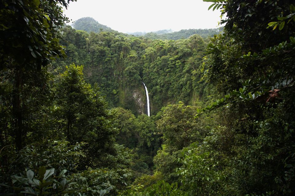 A tall, narrow waterfall cascades down a cliff in the center of a dense, green rainforest, viewed through an opening in the trees.