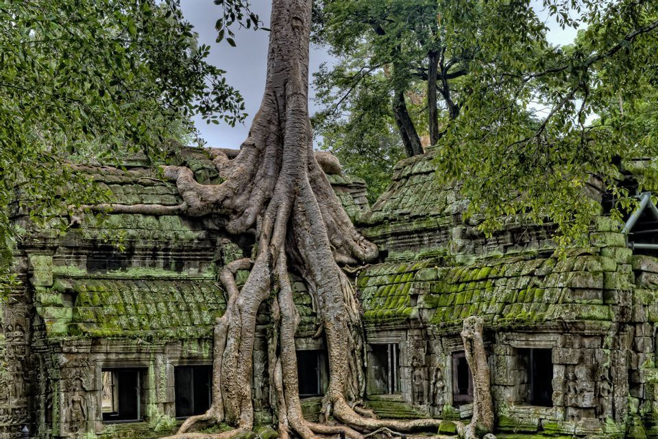 A large tree with sprawling roots grows over a moss-covered ancient stone temple, surrounded by dense green foliage.