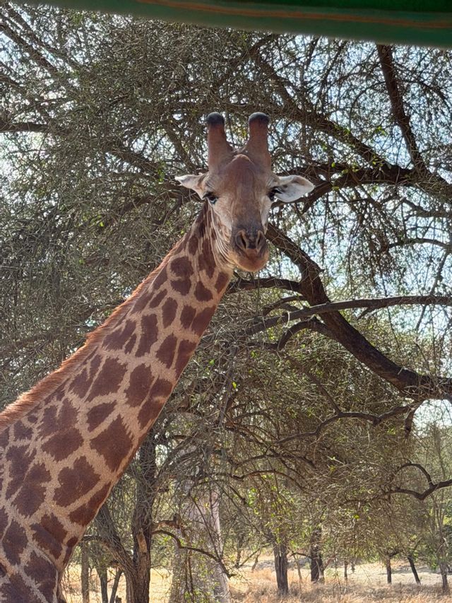 Un primer plano de una jirafa mirando a la cámara, con un fondo de árboles frondosos.