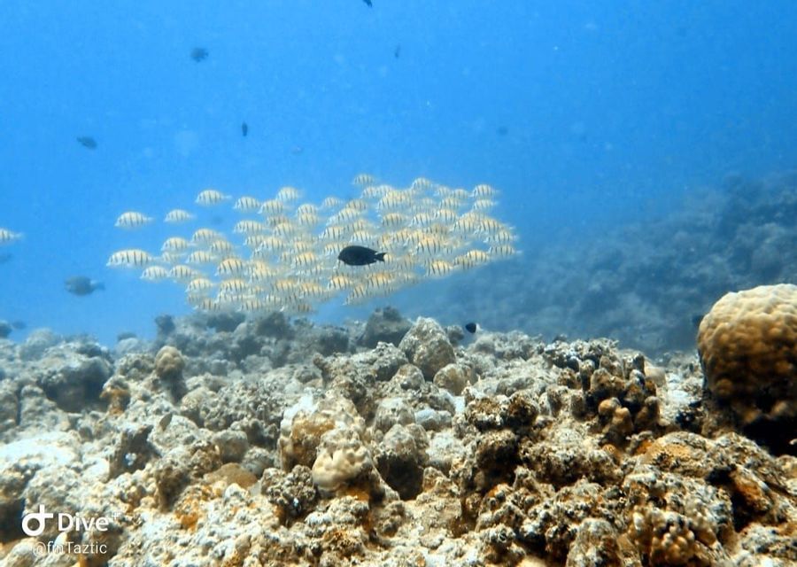 Vue sous-marine d'un grand banc de poissons rayés nageant au-dessus d'un récif corallien rocheux.