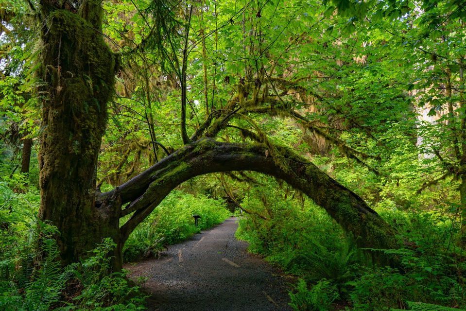 Un grande albero ricoperto di muschio forma un arco naturale sopra un sentiero di ghiaia in una fitta foresta verde.