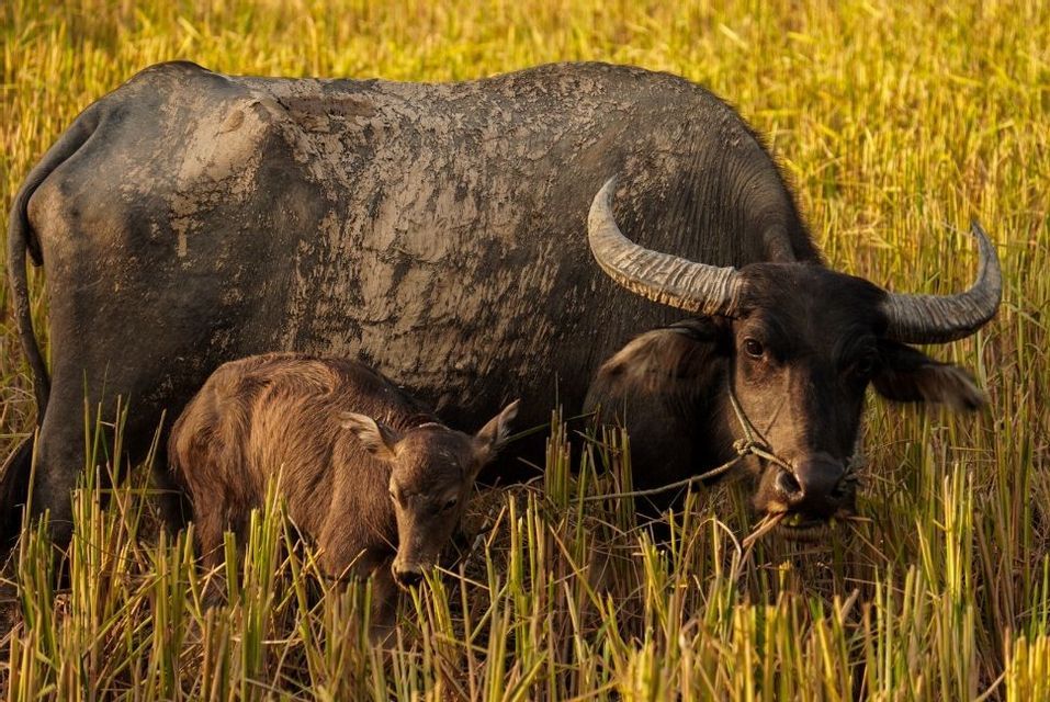 Un grand buffle d'eau recouvert de boue, aux cornes incurvées, se tient avec son petit veau brun dans un champ aux tiges dorées.