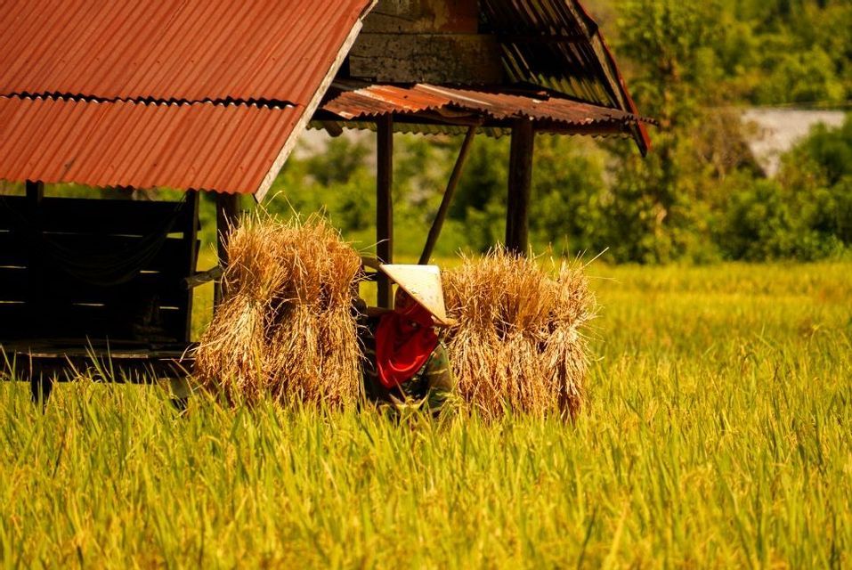 Une personne coiffée d'un chapeau conique se tient dans une rizière dorée, entourée de gerbes de riz moissonné, près d'une hutte.