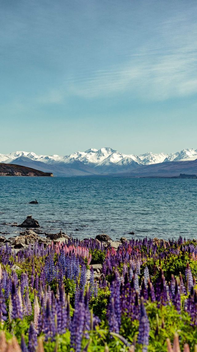 Des fleurs de lupin violettes et roses fleurissent sur la rive rocheuse d'un lac avec des montagnes enneigées au loin.