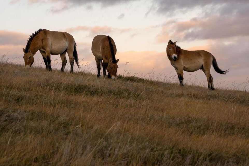 Drei Wildpferde auf einem grasbewachsenen Hügel vor bewölktem Sonnenuntergangshimmel. Zwei grasen, während eines beobachtet.
