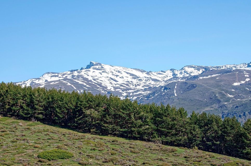 Una ladera cubierta de hierba con pinos frente a una cordillera nevada bajo un cielo azul claro.