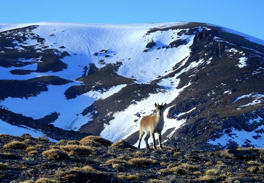 Una cabra montesa se para en una ladera rocosa frente a una montaña nevada bajo un cielo despejado.