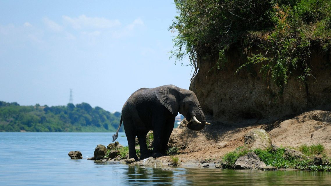 Ein afrikanischer Elefant steht am Flussufer am Wasser, neben einer steilen, bewachsenen Klippe unter klarem blauem Himmel.