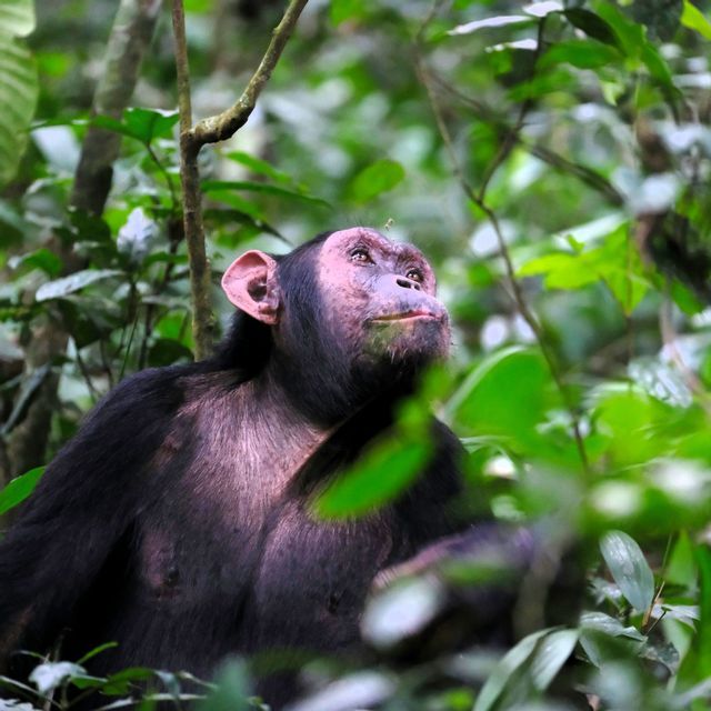 Ein Schimpanse sitzt in einem dichten grünen Dschungel und blickt durch das umgebende Blätterdach nach oben.