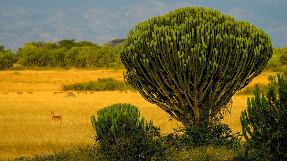 Ein großer Kandelaberbaum steht in einer goldenen Savanne mit einer Antilope im hohen Gras und fernen Bergen.