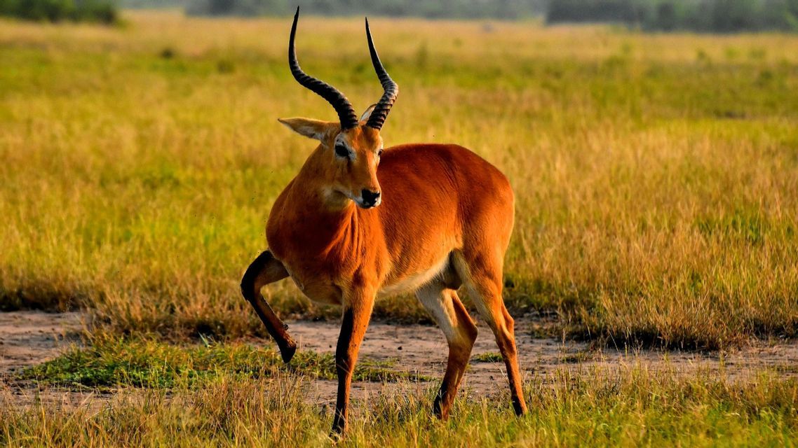 Eine rotbraune Kob-Antilope mit langen, geschwungenen Hörnern steht aufmerksam in einer grasigen, sonnigen Savanne.