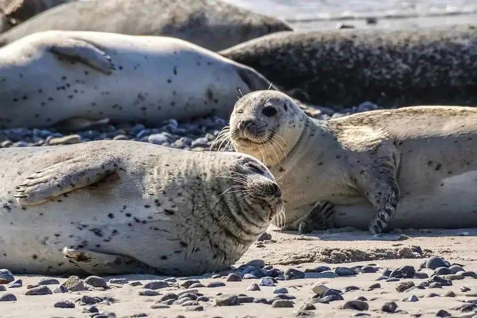 A group of spotted seals resting on a sandy and pebbly beach in the sunlight.