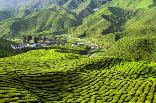 Vast green tea plantations covering rolling hills, with a small village nestled in a valley.