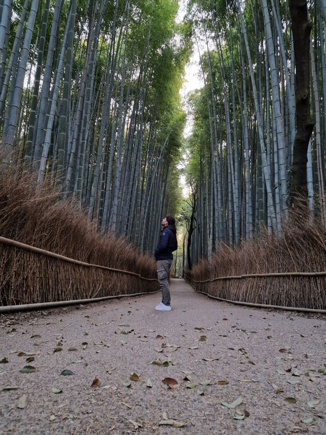Una persona si trova su un sentiero in una fitta foresta di bambù, ammirando gli alti fusti verdi che fiancheggiano il percorso.