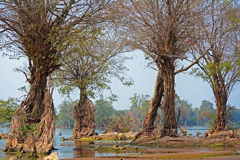 Diversi alberi nodosi con radici massicce ed esposte che si ergono nell'acqua bassa di un fiume.
