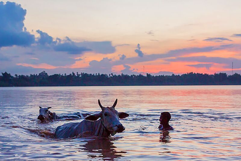 Un giovane nuota in un fiume accanto a due mucche con le corna durante un tramonto colorato, con alberi sulla riva lontana.